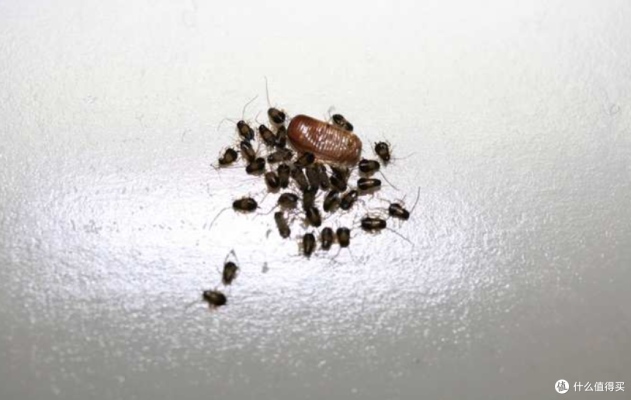 赤峰市消滅蟑螂的電話是多少號(hào)-第1張圖片