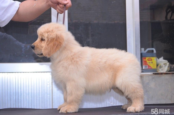 內(nèi)蒙赤峰市犬舍招聘電話號(hào)碼-第1張圖片