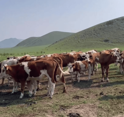 阿魯科爾沁旗牛市場-第1張圖片