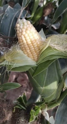 赤峰收購舊鞋的電話號碼是多少-第1張圖片