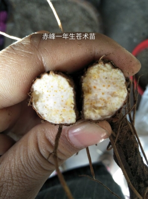 赤峰荊芭批發(fā)市場電話號碼-第1張圖片