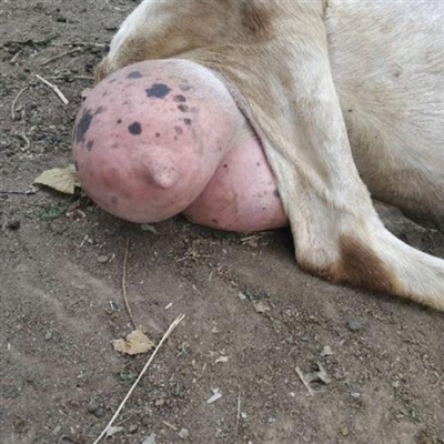 赤峰橋頭牧豐養(yǎng)殖場電話號碼-第1張圖片