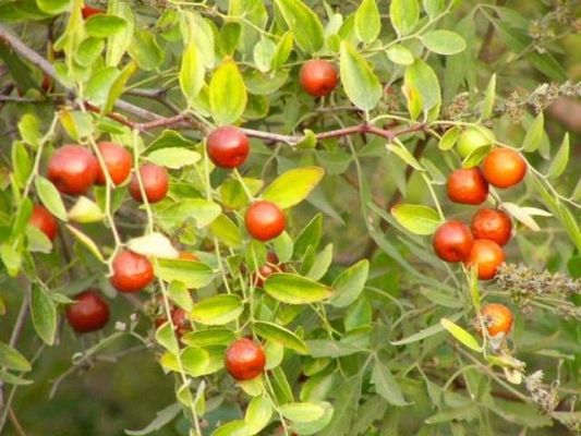 赤峰附近有收酸棗的嗎電話號碼-第1張圖片