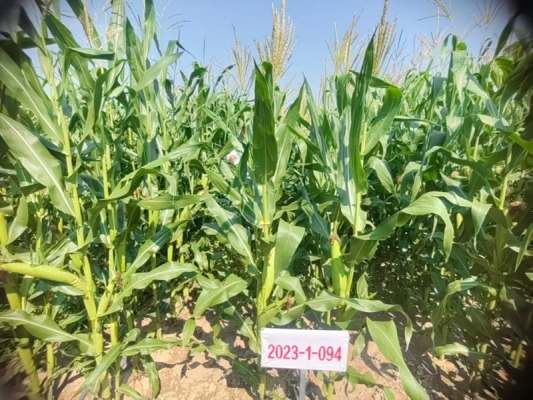 赤峰玉米放片機(jī)廠家電話號(hào)碼-第1張圖片