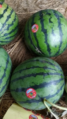 赤峰市賣西瓜的老頭電話號碼-第1張圖片