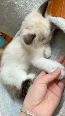 赤峰寵物店領(lǐng)養(yǎng)貓咪電話號(hào)碼-第1張圖片