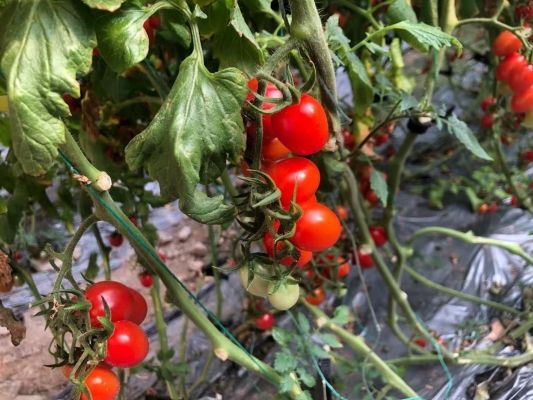 赤峰賣(mài)連枝圣女果電話號(hào)碼多少-第1張圖片