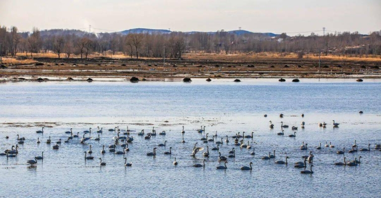赤峰羽毛加工廠電話多少號-第1張圖片