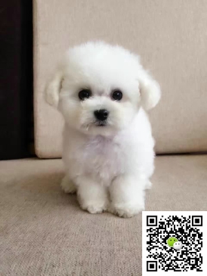 赤峰回收比熊的地方電話號碼-第1張圖片