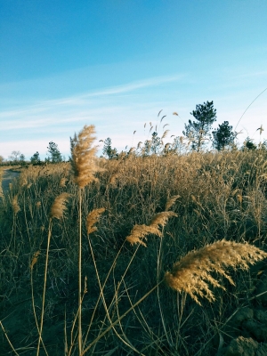 赤峰元寶山中餐廳電話號碼-第1張圖片