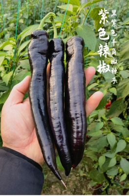 赤峰尖椒種子公司電話號碼-第1張圖片