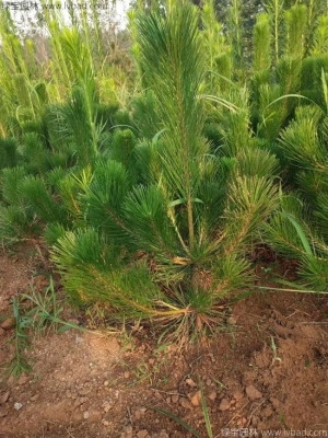 赤峰市馬尾松銷售電話號碼-第1張圖片