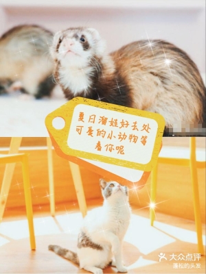 赤峰萌寵互動中心電話號碼查詢-第1張圖片