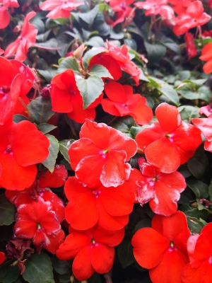 赤峰滑雪場(chǎng)花卉市場(chǎng)電話號(hào)碼-第1張圖片