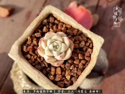 赤峰多肉市場(chǎng)地址電話號(hào)碼-第1張圖片