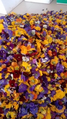 赤峰解憂花鋪電話號碼多少號-第1張圖片