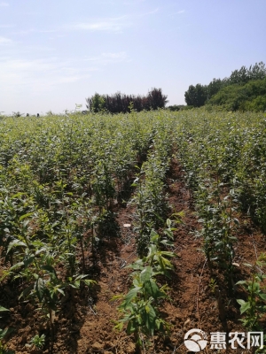 赤峰李子多肉基地-第1張圖片