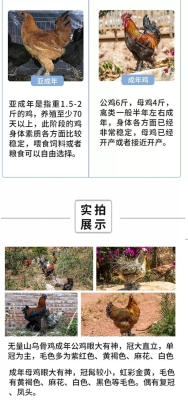 赤峰市鴨苗孵化場電話號碼-第1張圖片