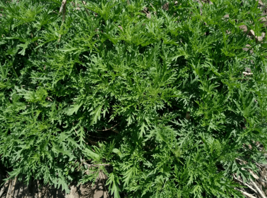 赤峰山野菜館電話號碼查詢-第1張圖片