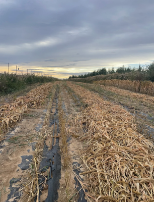 赤峰洪祥小米專賣店電話號碼-第1張圖片
