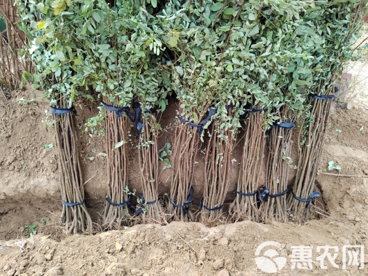 赤峰刺槐苗廠家電話號(hào)碼查詢-第1張圖片