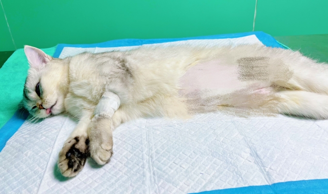 赤峰市便宜寵物醫(yī)院電話號(hào)碼-第1張圖片