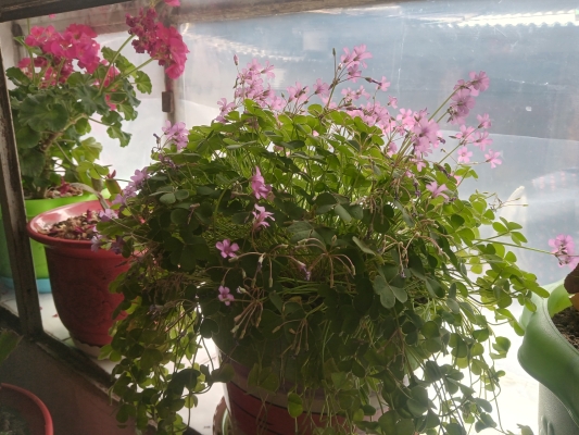 赤峰周邊挖花土廠家電話多少-第1張圖片