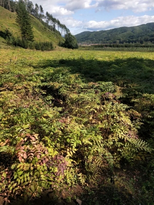 赤峰刺嫩芽苗供應(yīng)商電話號(hào)碼-第1張圖片