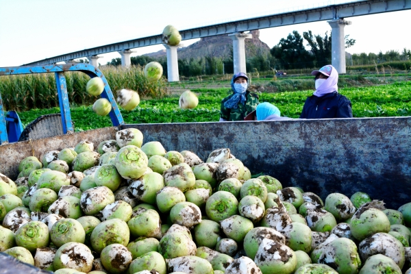 赤峰芥菜櫻子種植基地電話號碼-第1張圖片