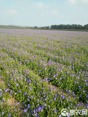 赤峰桔梗藥材種植基地電話號碼-第1張圖片
