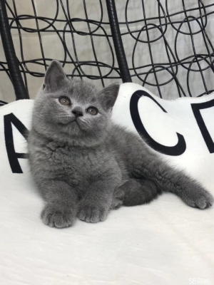 赤峰繁育貓舍地址查詢電話號碼-第1張圖片