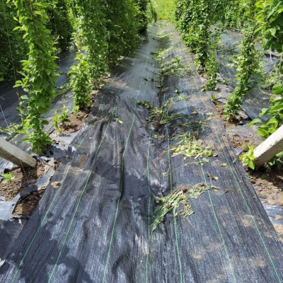 赤峰蒼術(shù)防草布廠家電話號碼-第1張圖片