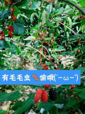 赤峰充氣毛毛蟲(chóng)廠家電話號(hào)碼-第1張圖片