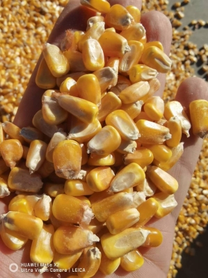 赤峰阿旗迪吧酒店電話號(hào)碼多少-第1張圖片