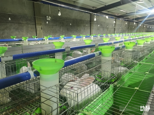 赤峰出售肉兔基地電話(huà)號(hào)碼-第1張圖片