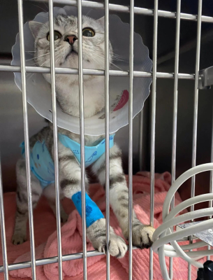 赤峰寵物醫(yī)院貓咪絕育手術-第1張圖片