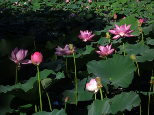 赤峰老奶奶賣荷包蛋電話號(hào)碼-第1張圖片