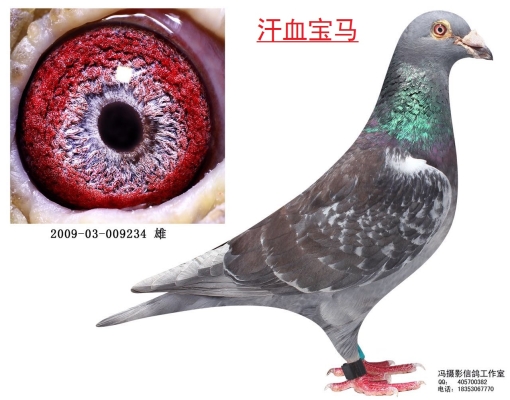 赤峰劉建東鴿舍地址電話號碼-第1張圖片