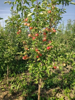 赤峰防腐木苗廠家電話號(hào)碼-第1張圖片