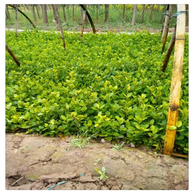 赤峰冬青樹(shù)苗商家電話號(hào)碼-第1張圖片