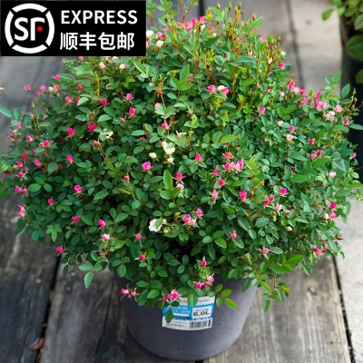 赤峰盆景月季花批發(fā)電話地址-第1張圖片