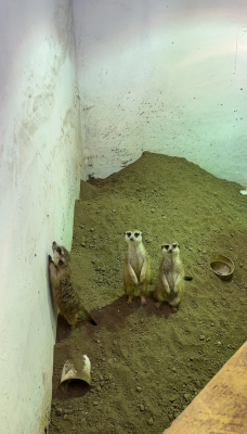 赤峰花卉動物園電話號碼多少-第1張圖片