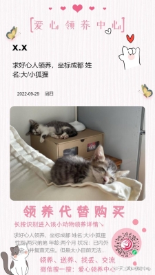 赤峰領(lǐng)養(yǎng)小狗狗的地方電話號(hào)碼-第1張圖片