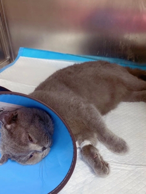 赤峰平價(jià)寵物醫(yī)院電話(huà)號(hào)碼多少-第1張圖片