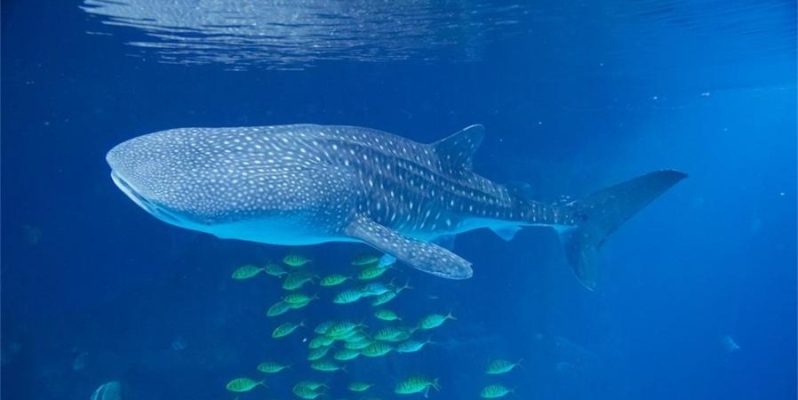 赤峰星辰海洋酒店電話多少號(hào)-第1張圖片