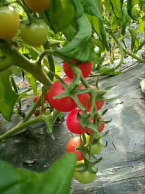 赤峰千禧郡艾灸館電話號碼-第1張圖片