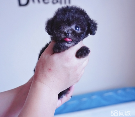 赤峰市泰迪幼犬育苗電話號碼-第1張圖片