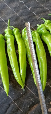 赤峰辣椒膜廠家電話號碼查詢-第1張圖片