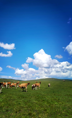 赤峰旅行包車電話號碼多少-第1張圖片