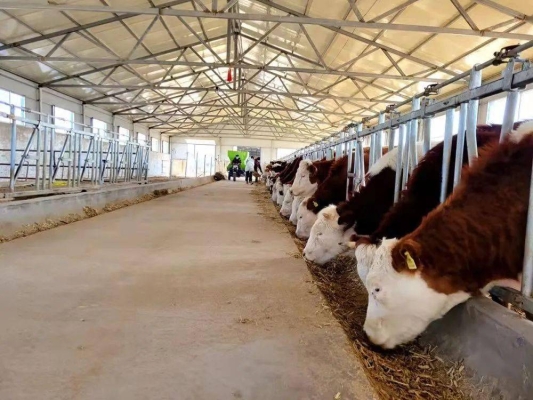 赤峰市大型肉牛場(chǎng)地址電話號(hào)碼-第1張圖片